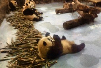 Quer ver um Panda? Bora pra Chengdu!