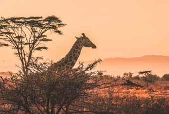 Joanesburgo – muito além dos Safaris